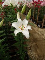 [5318 Moscow VWS No01.JPG]